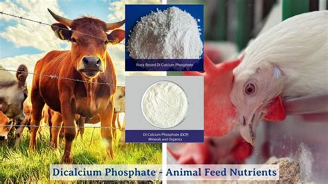 Dicalciumfosfaat: Een essentieel nutriënt voor optimale groei en ontwikkeling van dieren!