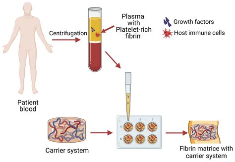  Fibrin: Een Biomateriaal van Nature voor de Vooruitgang in Weefselregeneratie!