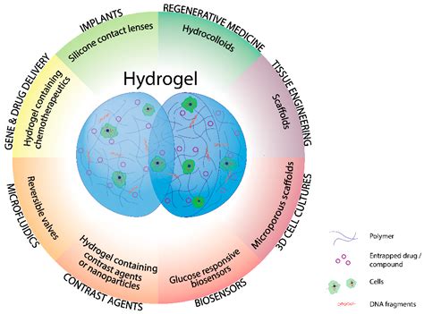  Hydrogels in Biomedical Engineering:Revolutionizing Tissue Regeneration and Drug Delivery?