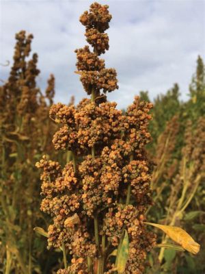  Quinoa als hoogwaardige superfood: de potentie van deze oude graan voor duurzame voedseloplossingen!